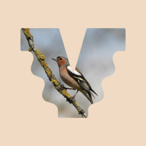 Edukacija apie paukščius su Gediminu Petkumi