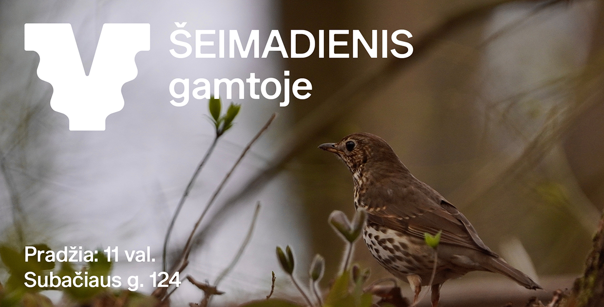 Strazdas giesmininkas, užfiksuotas Markučių dvaro parke. Nuotraukos autorius „Po miškus“.